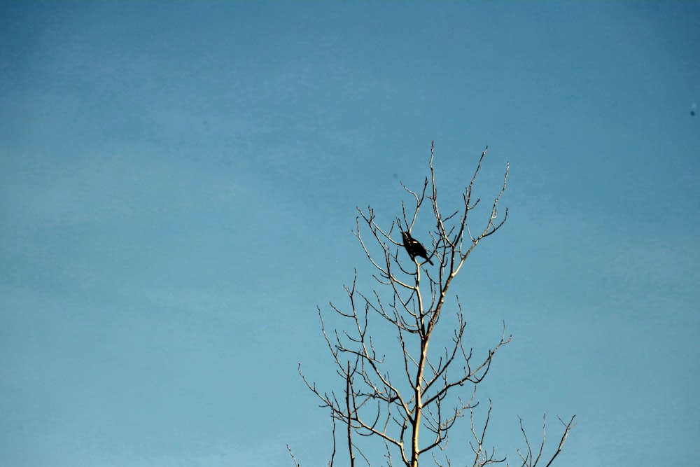 a black bird sitting on top of a bare tree