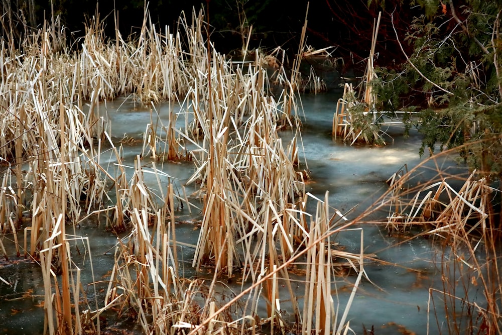 a bunch of dead grass that are in the water