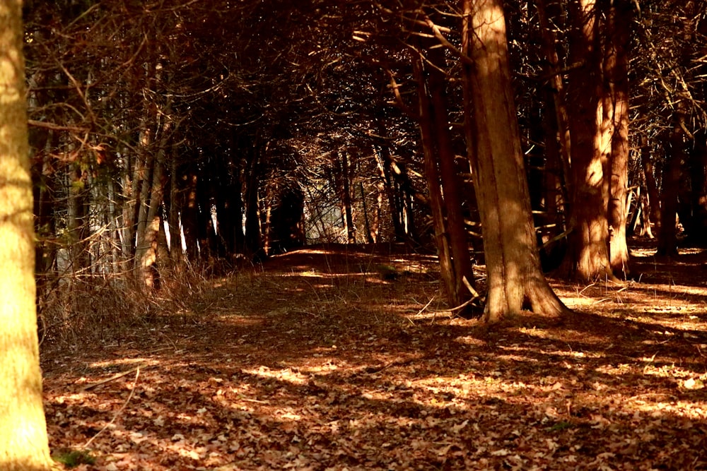 a forest filled with lots of trees and leaves