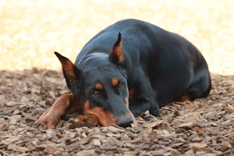a black and brown dog laying on top of a pile of wood chips