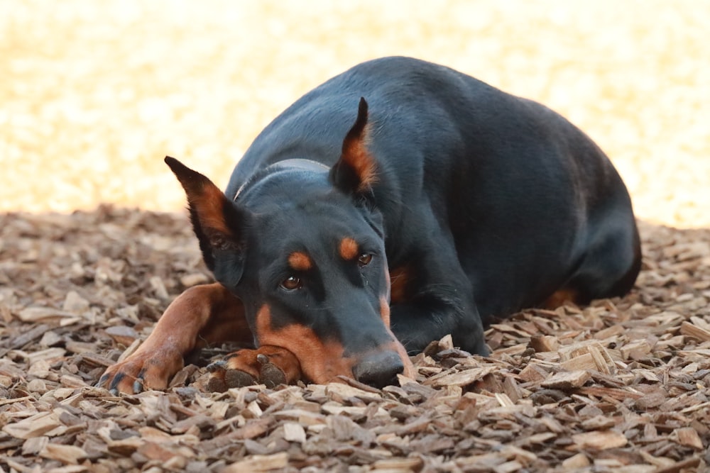 a black and brown dog laying on top of a pile of wood chips