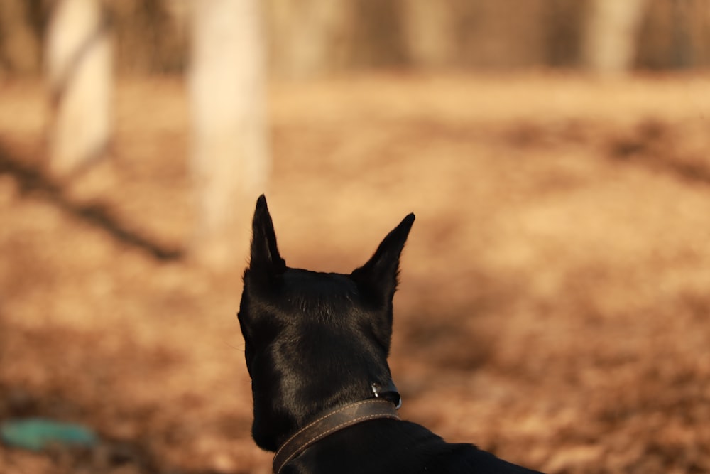 a black dog is looking at something in the distance