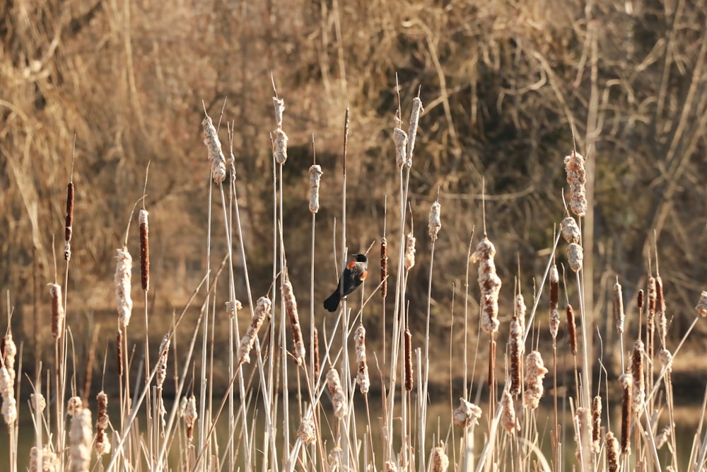 a small bird sitting on top of a dry grass field