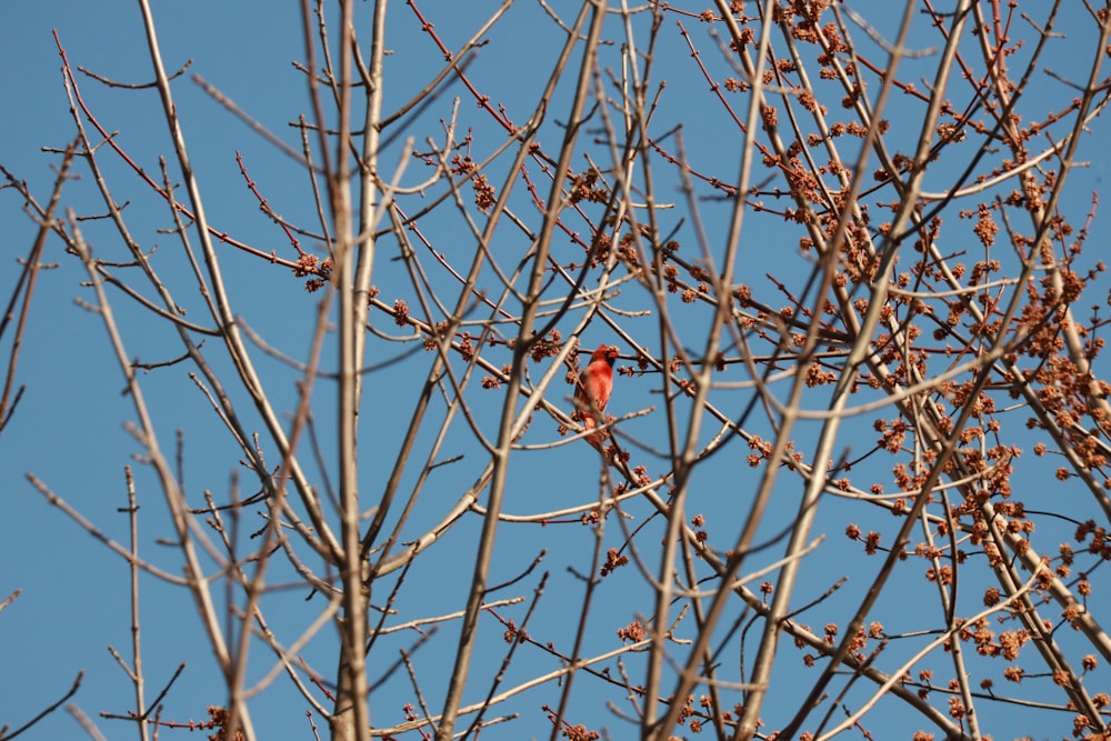 a small red bird sitting on a tree branch