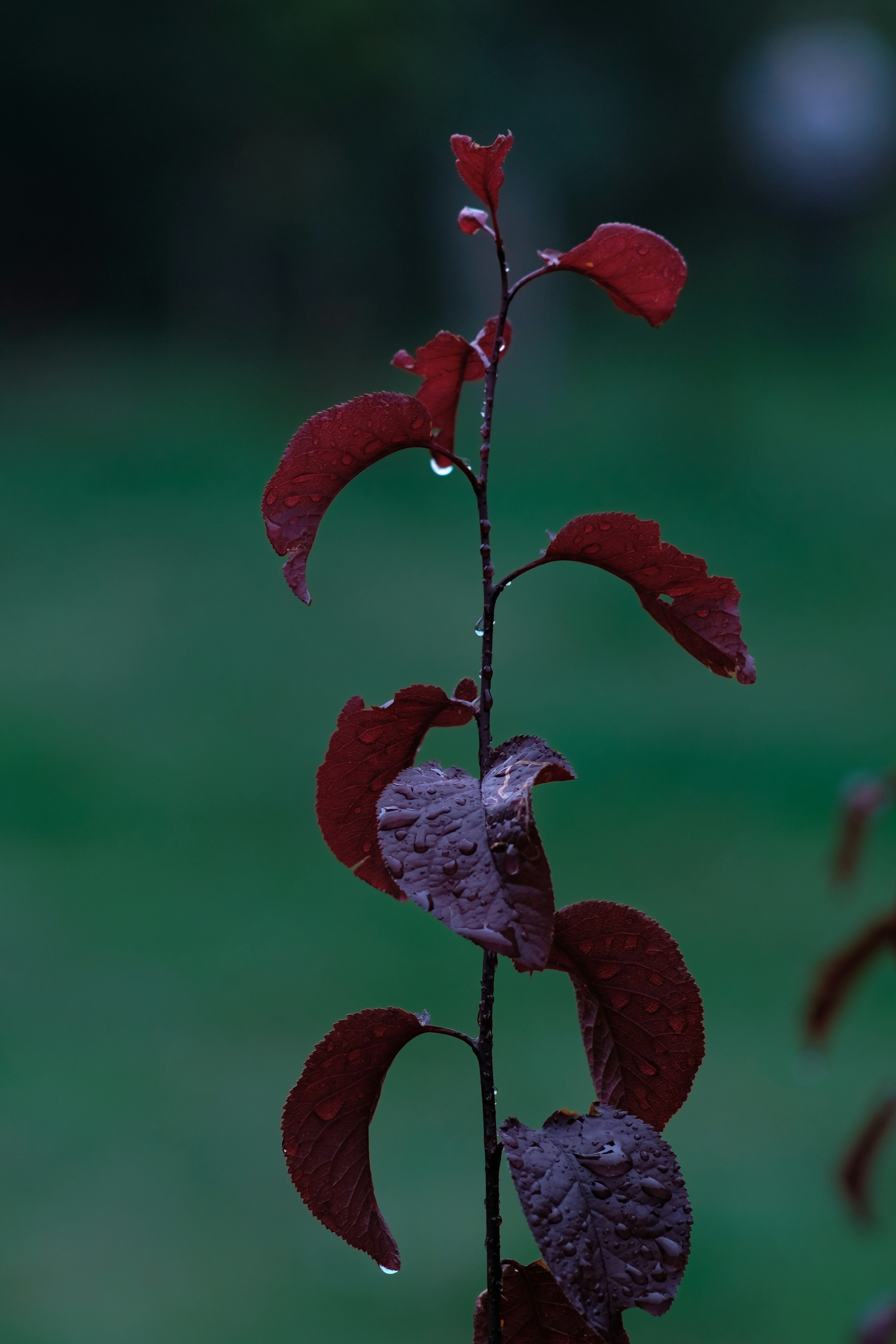 물방울이 달린 빨간 꽃