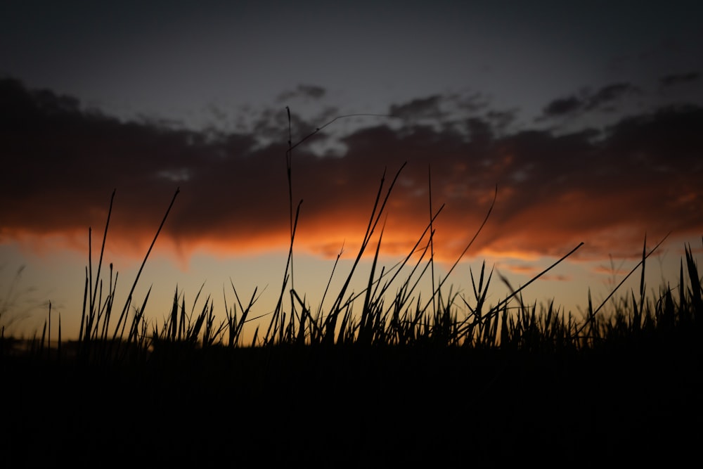 the sun is setting over a field of tall grass