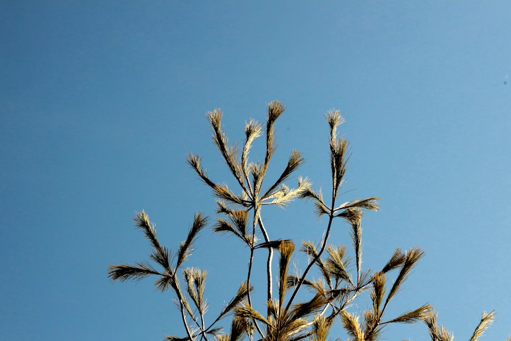 a tall tree with lots of leaves in front of a blue sky