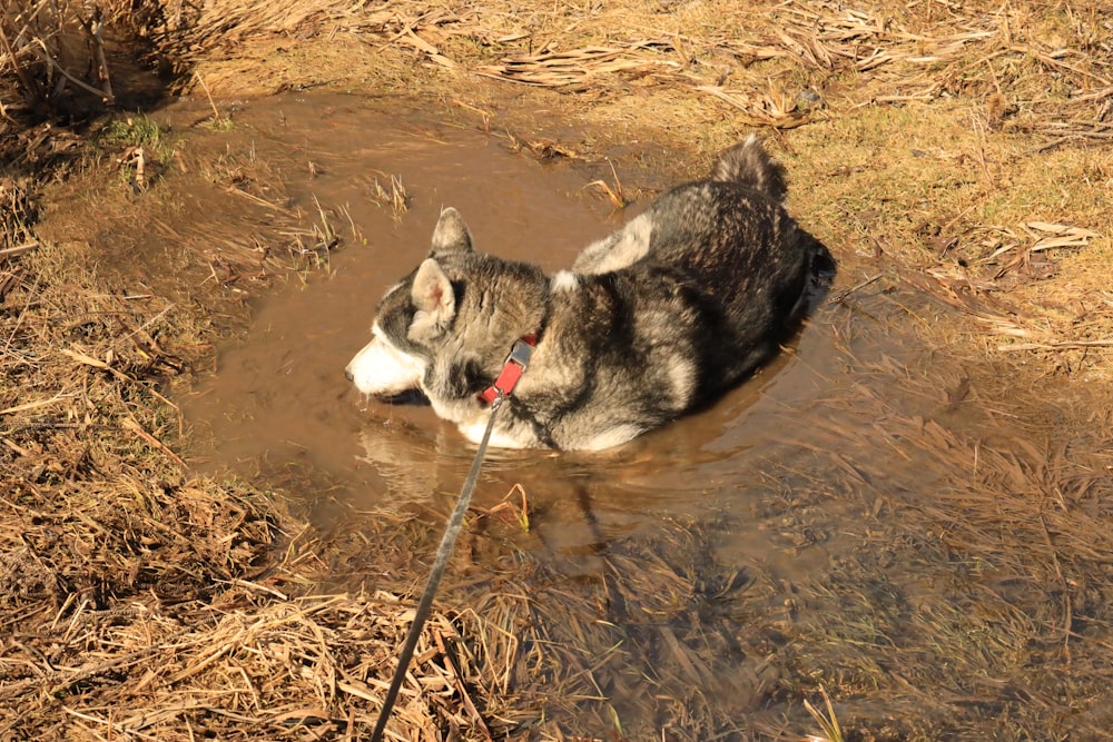 a dog is in the water playing with a stick