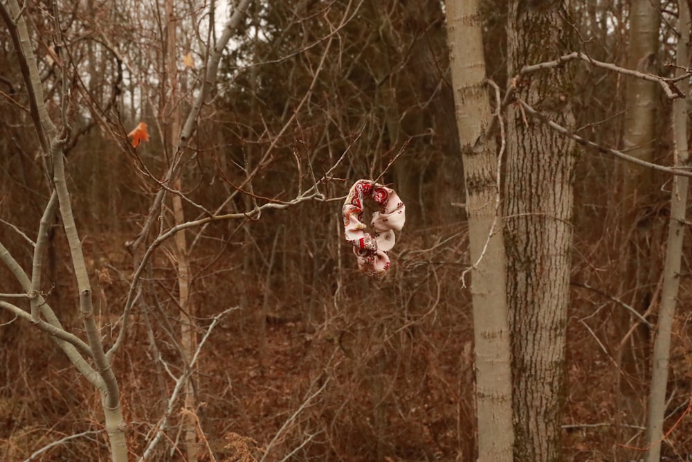 a scarf hanging from a tree in a forest