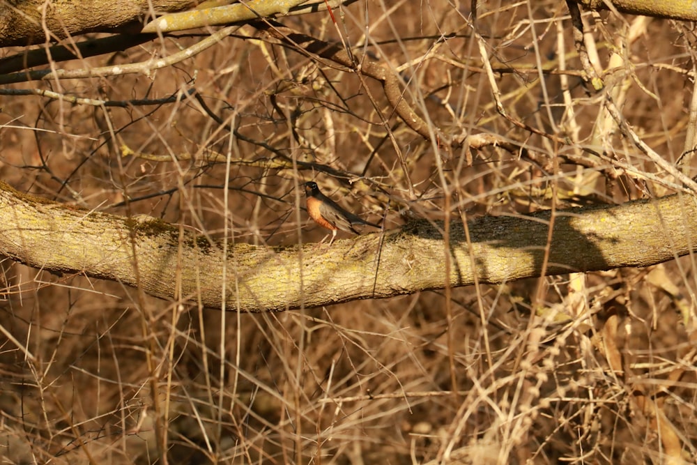 a bird is perched on a branch in the woods