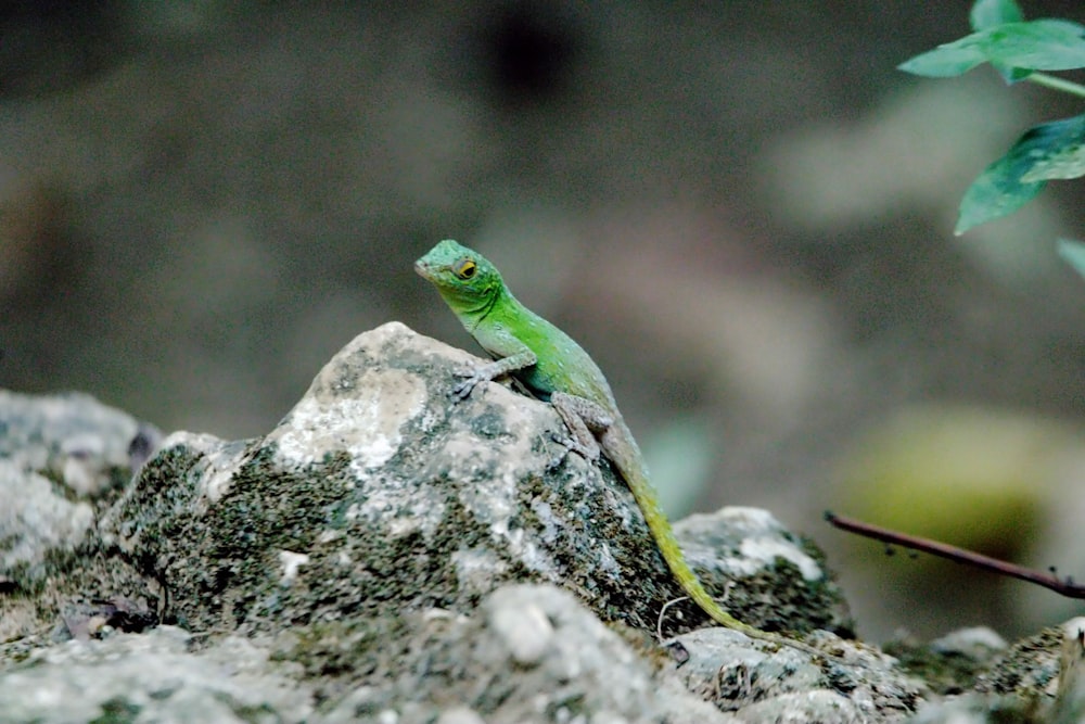 a green lizard sitting on top of a rock