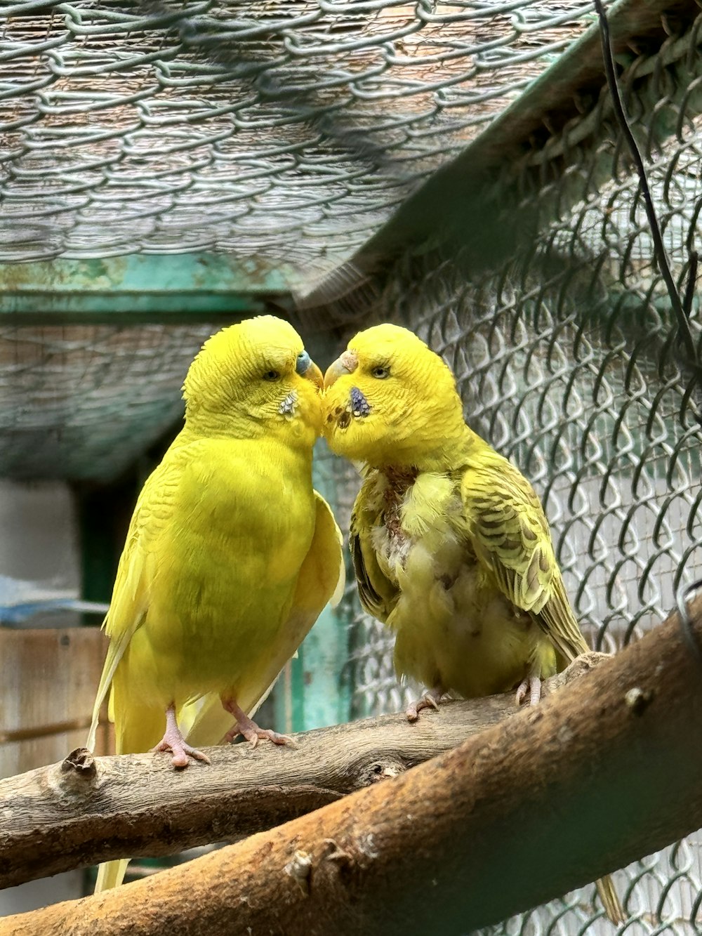 a couple of yellow birds sitting on top of a tree branch