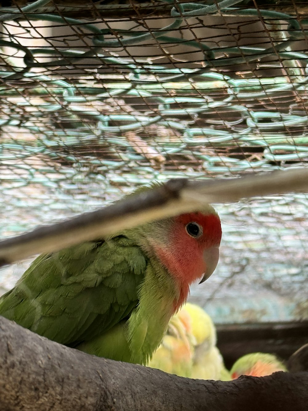 a green and red bird sitting on a tree branch