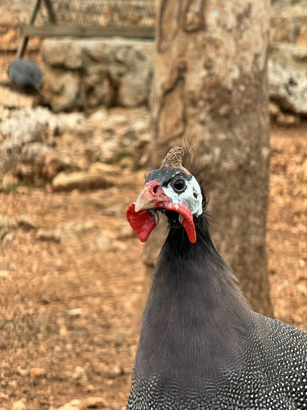 a close up of a chicken near a tree