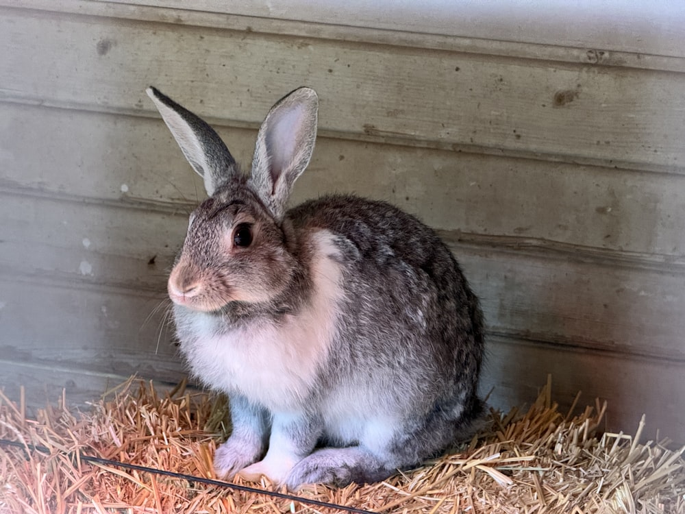 a rabbit sitting in hay in front of a building