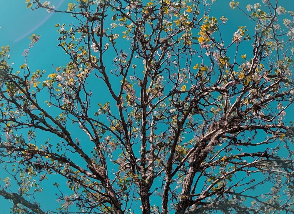 a tree with lots of leaves and a blue sky in the background