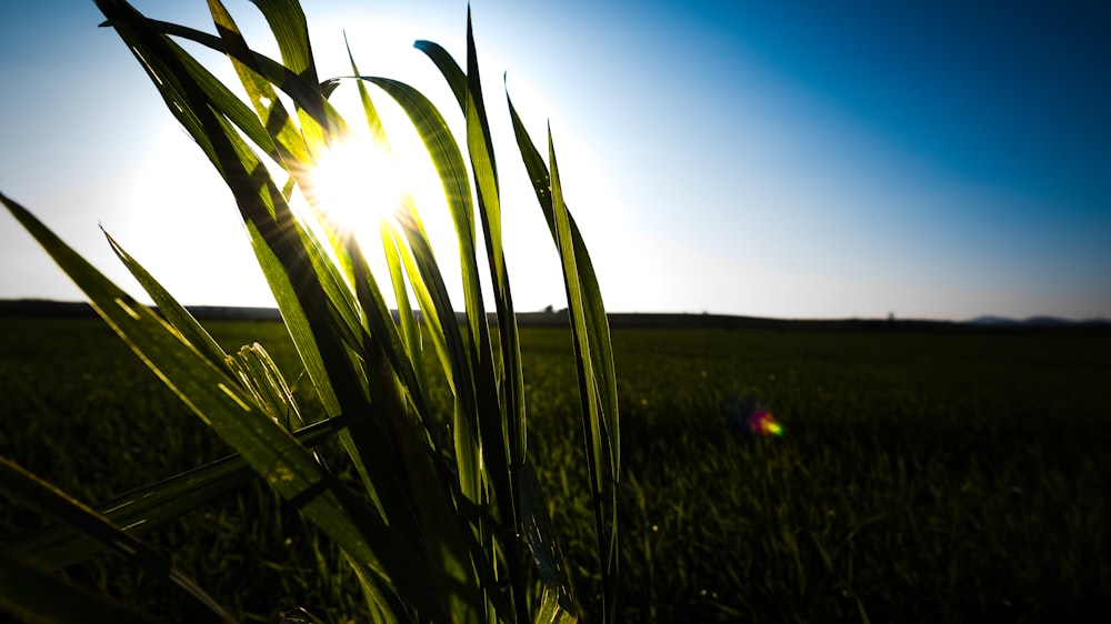 the sun shines brightly through the green grass