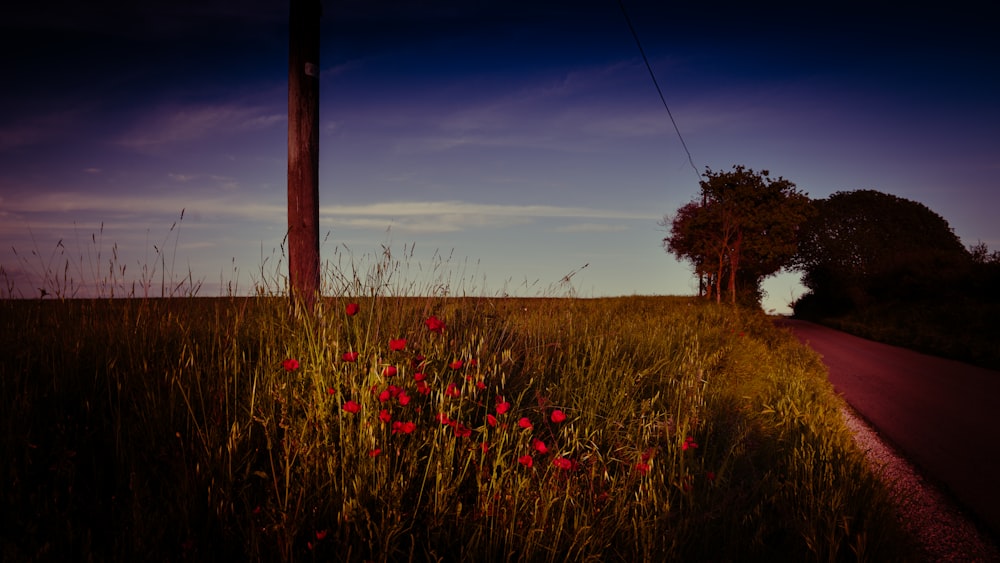 a field of grass with a telephone pole in the background