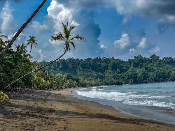 Pantai berpasir dengan pohon kelapa, ilustrasi wisata ramah lingkungan di Indonesia