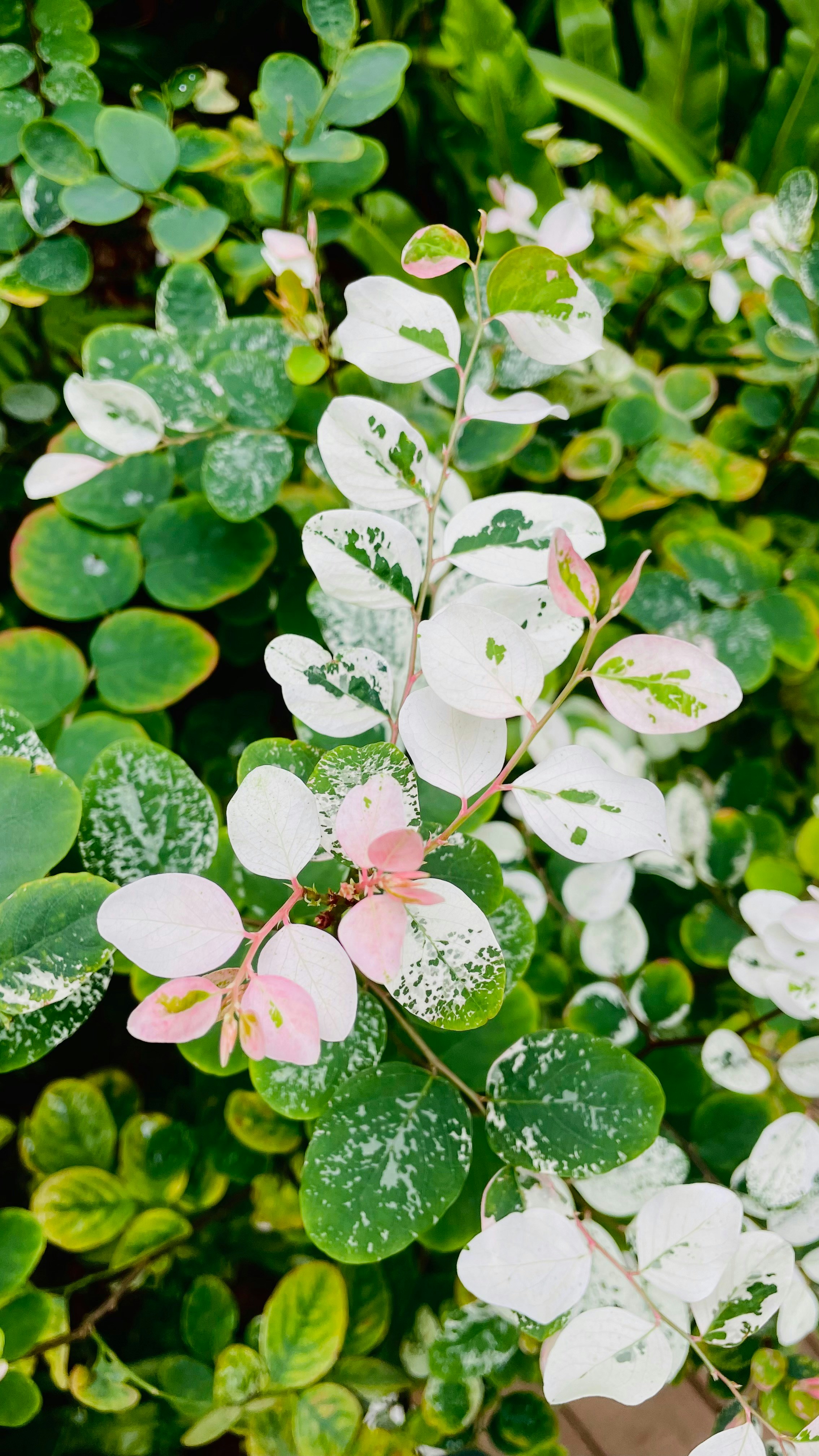 Photo by lsrabbit1212