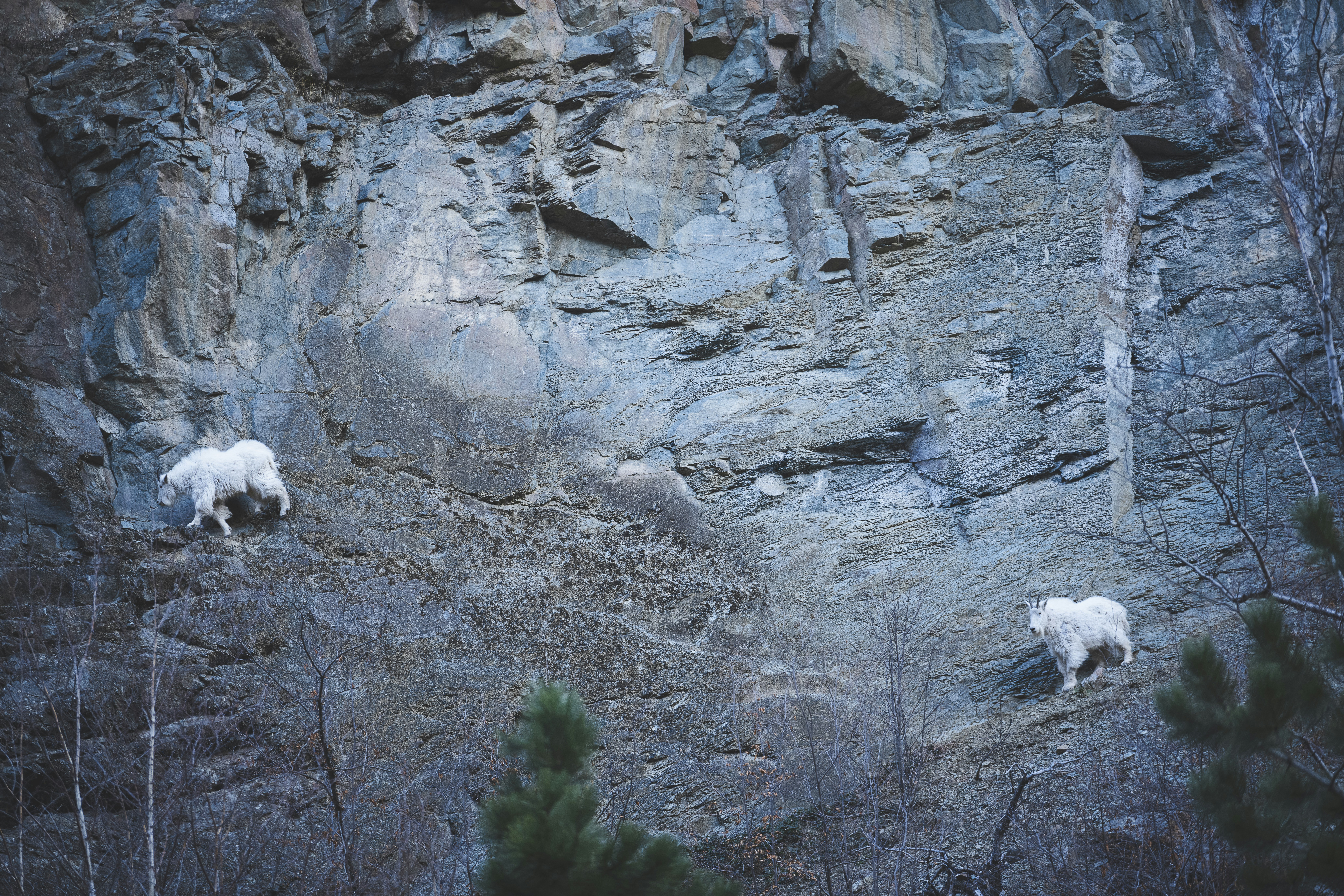 WILD About Mountain Goats