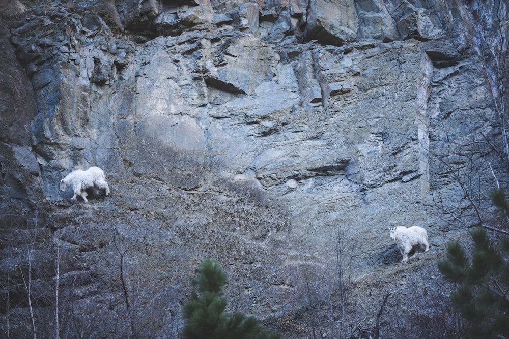 two mountain goats climbing up the side of a mountain