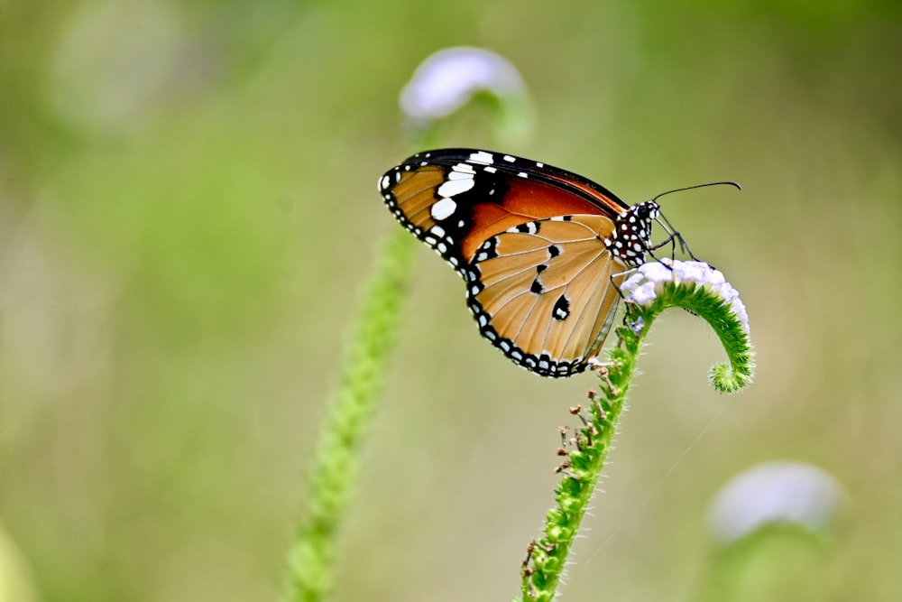 a close up of a butterfly on a plant