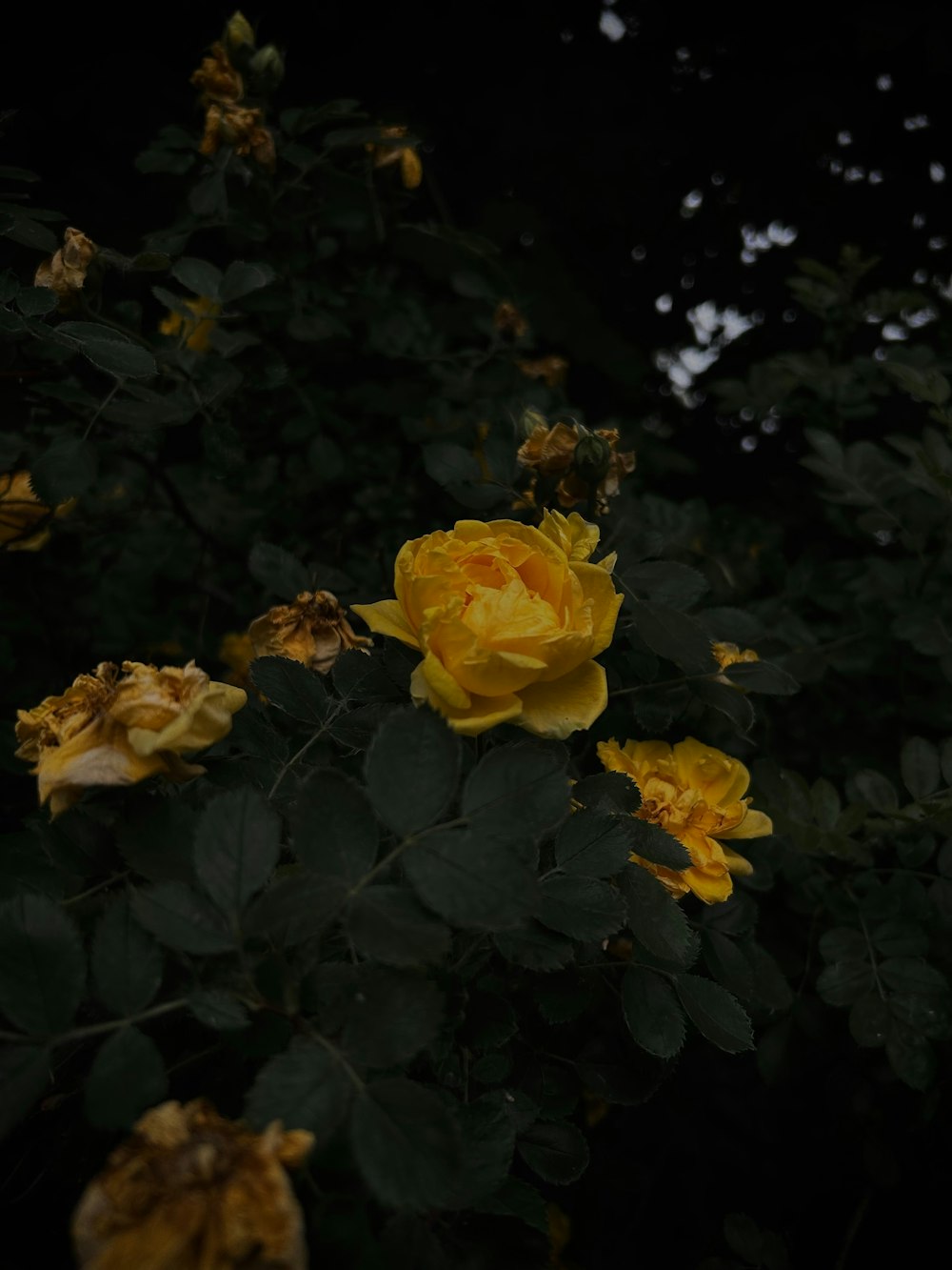 a yellow rose is blooming in the dark