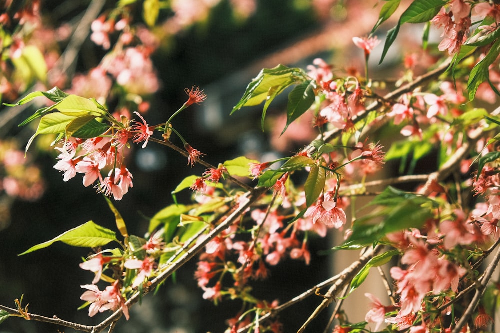 a branch with pink flowers and green leaves