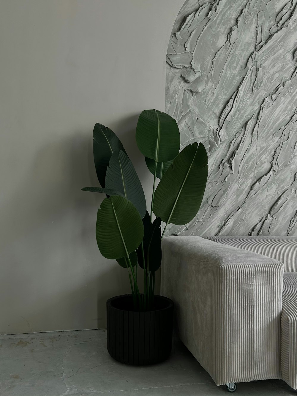 白いソファの隣にある黒い鉢の植物