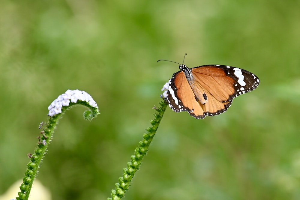 a close up of a butterfly on a flower