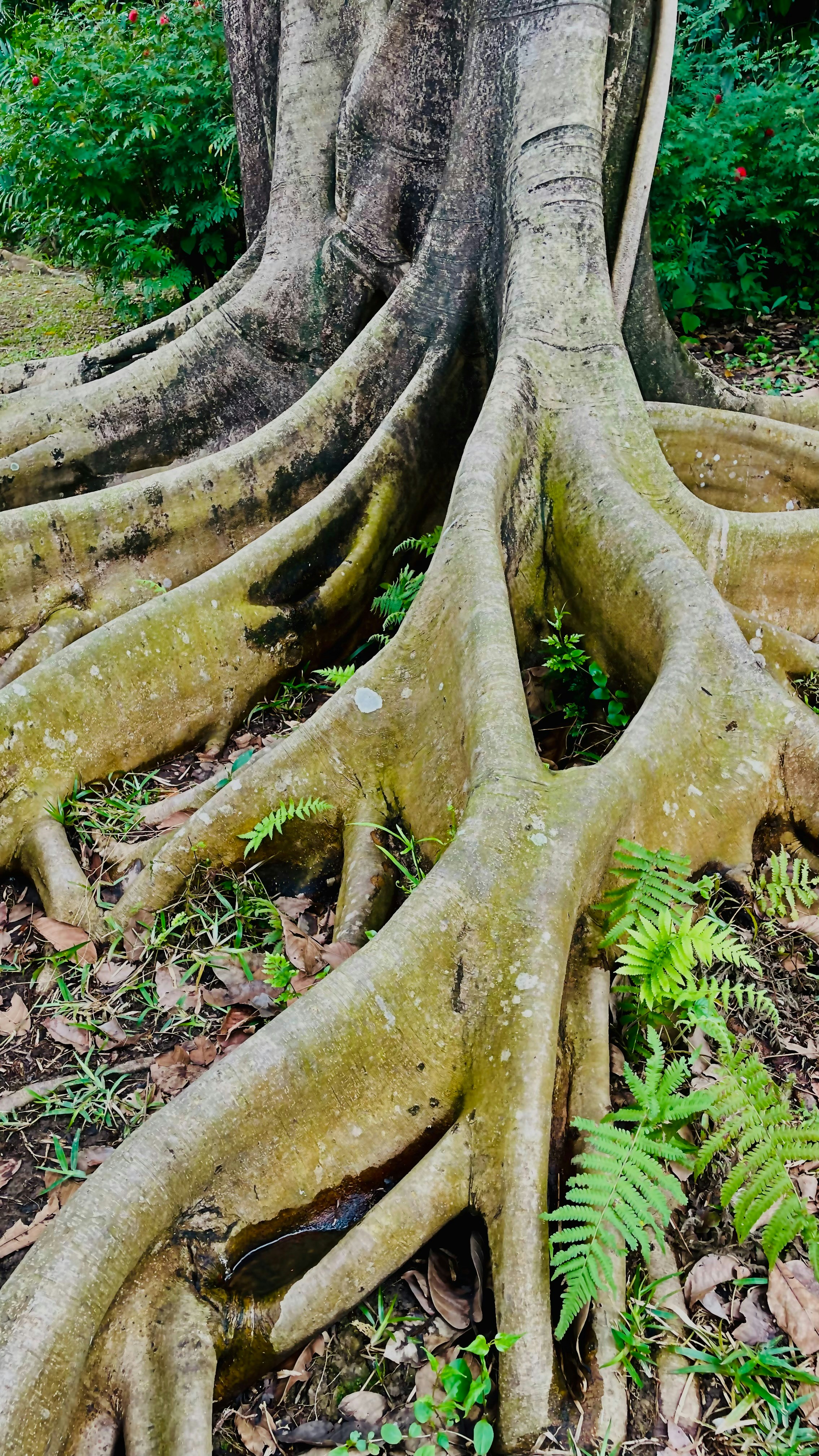 A tree with its roots exposed in the ground photo – Free Plant Image on ...