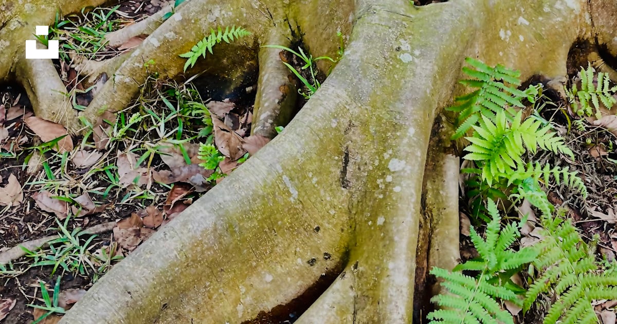 A tree with its roots exposed in the ground photo – Free Plant Image on ...