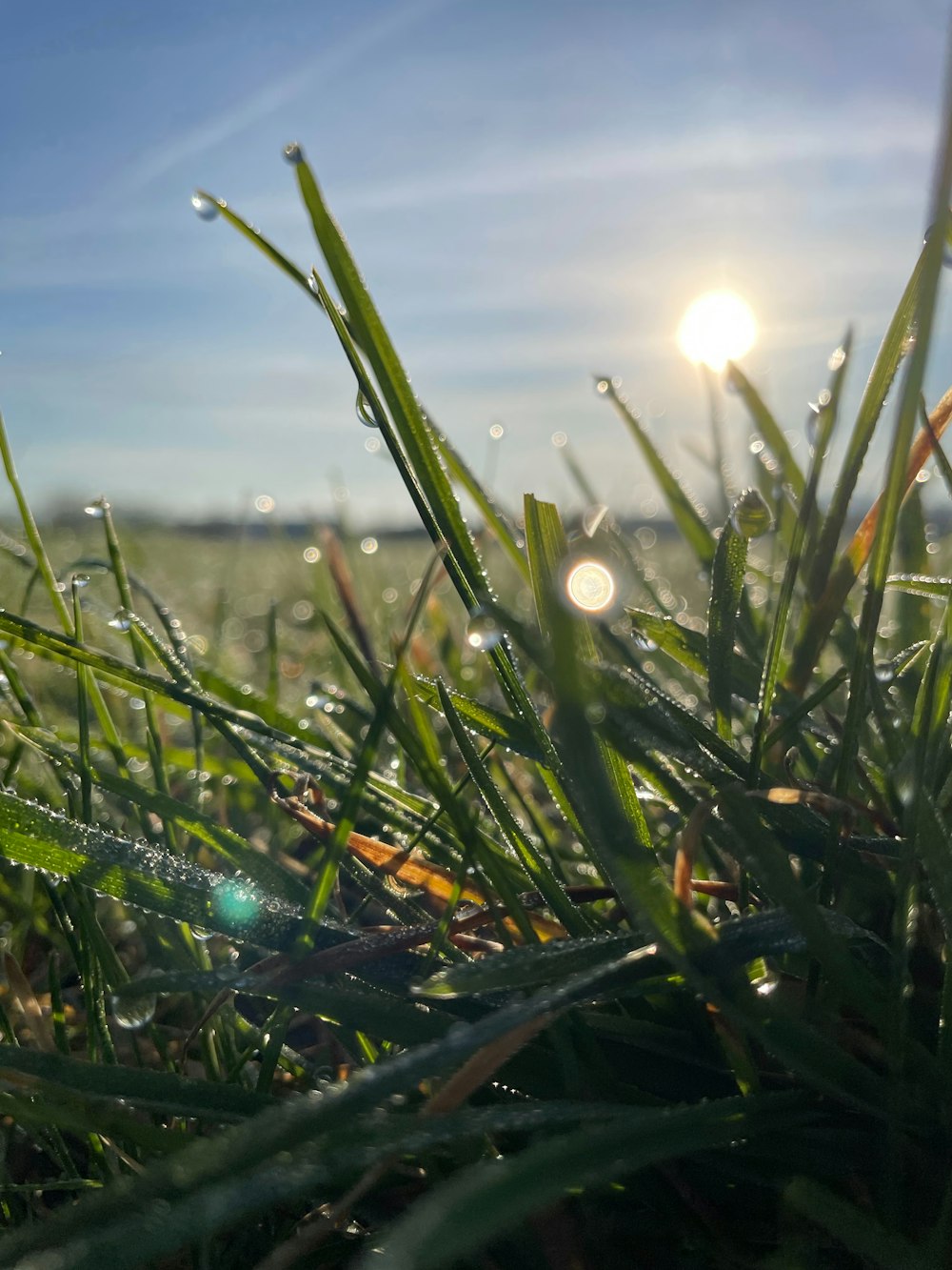 a close up of grass with the sun in the background