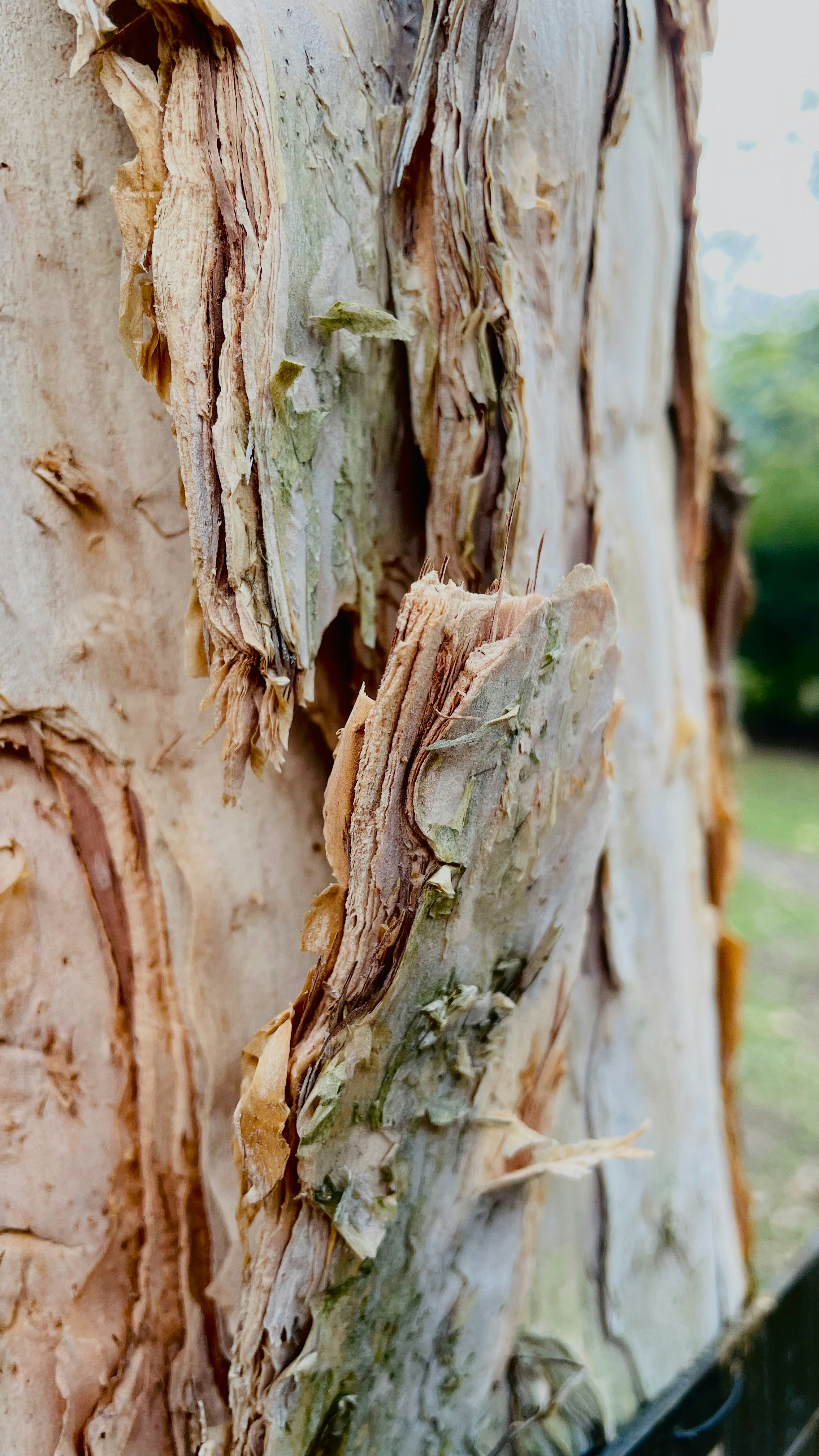 A close up of a tree trunk that is peeling photo – Free Brown Image on ...