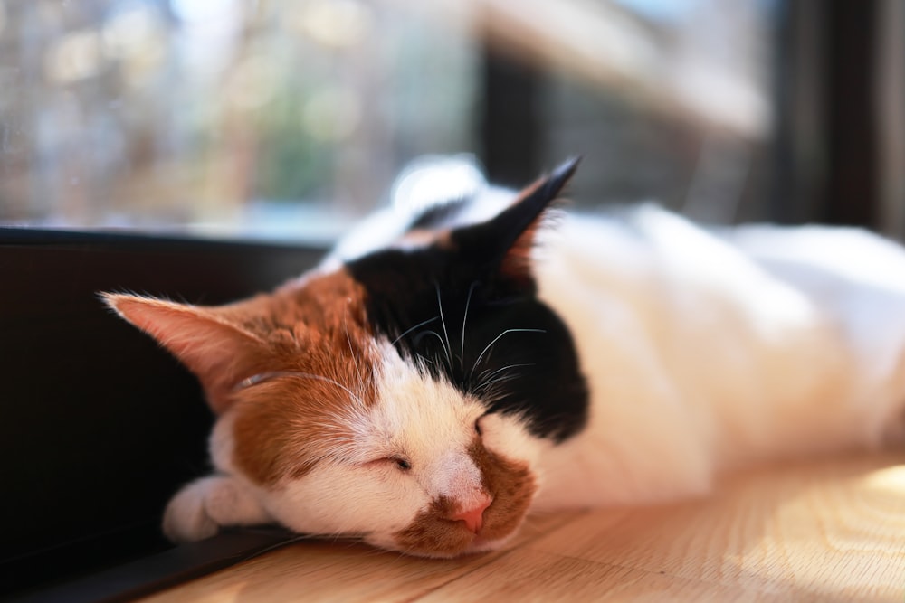 a cat sleeping on a wooden floor next to a window