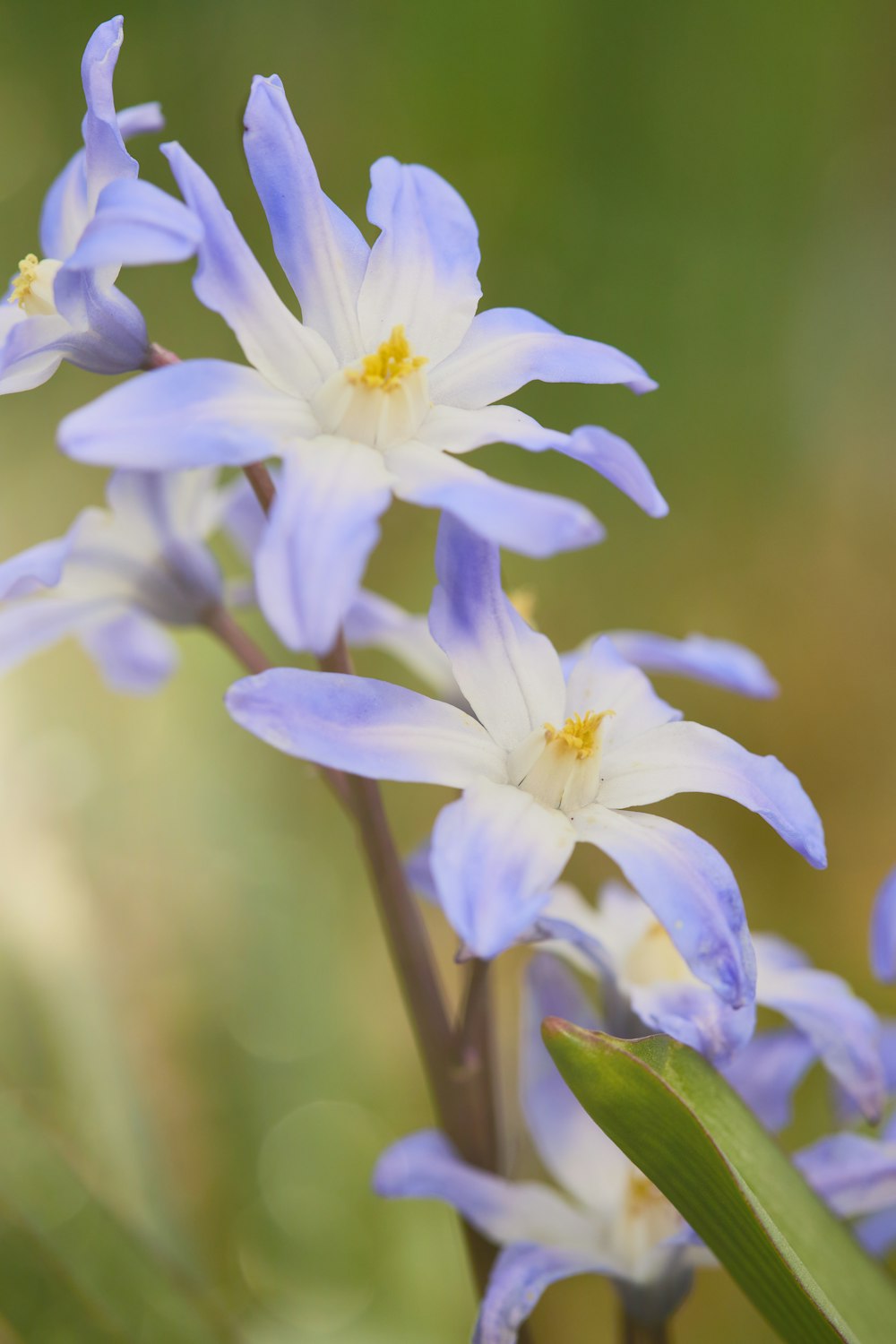 a group of blue and white flowers in a field