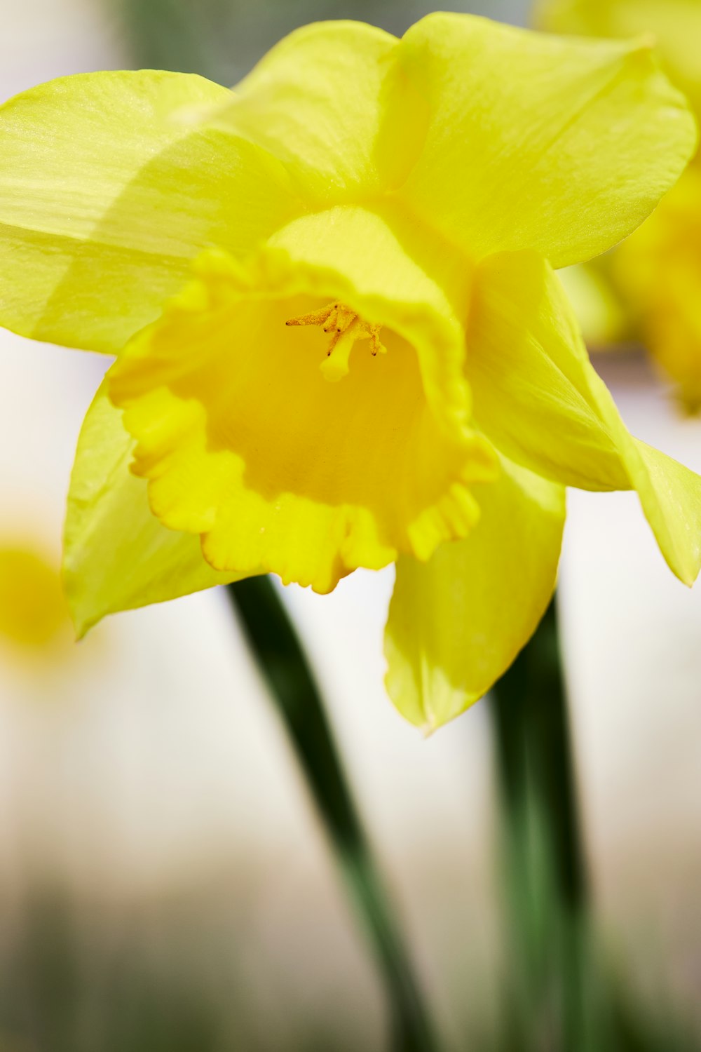 um close up de uma flor amarela com um fundo desfocado