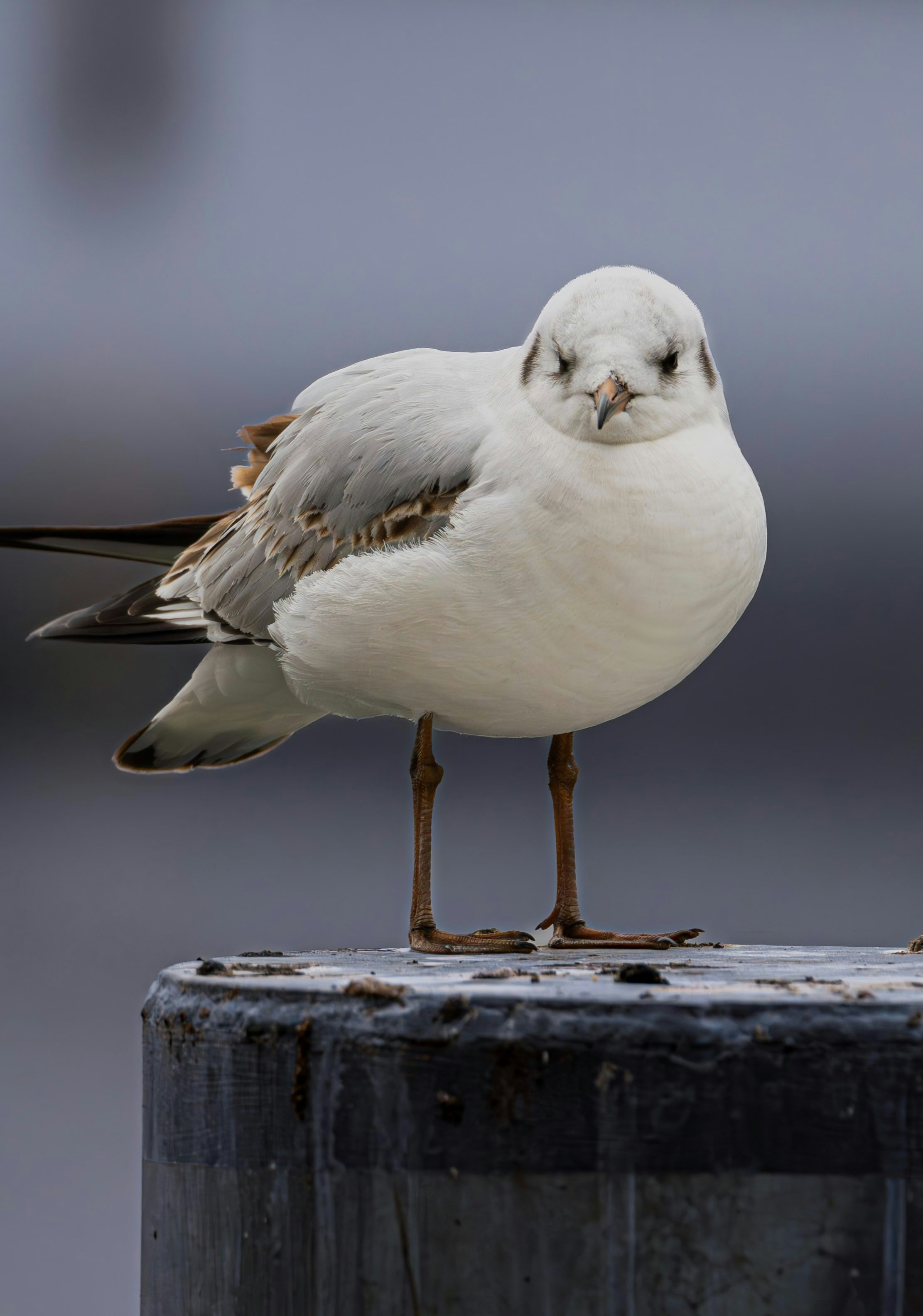 Photo by schnappschuss