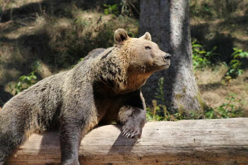 a large brown bear standing on top of a log