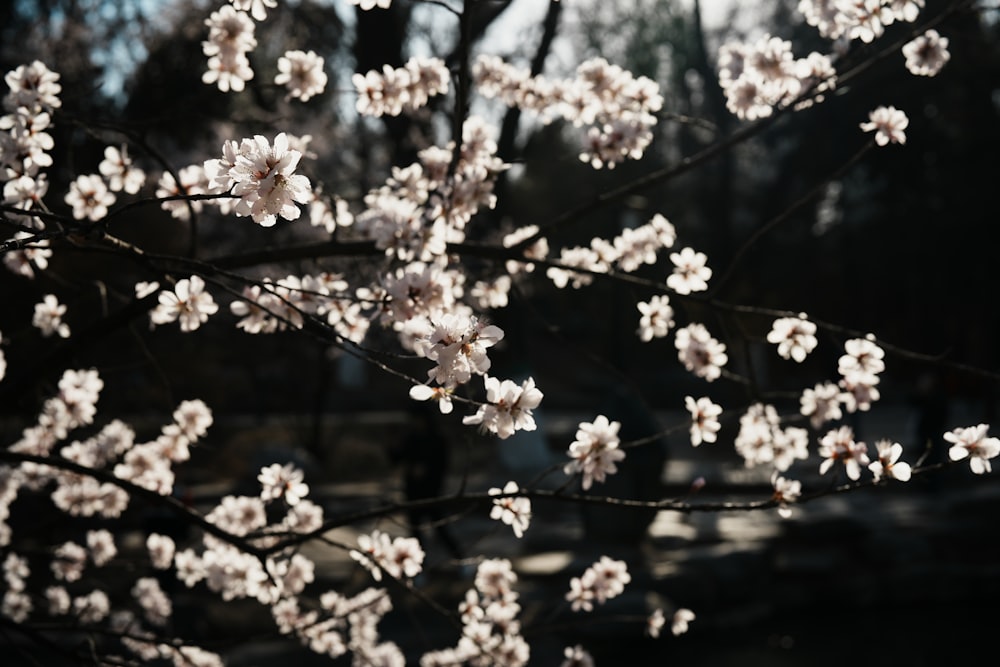 a close up of a tree with white flowers