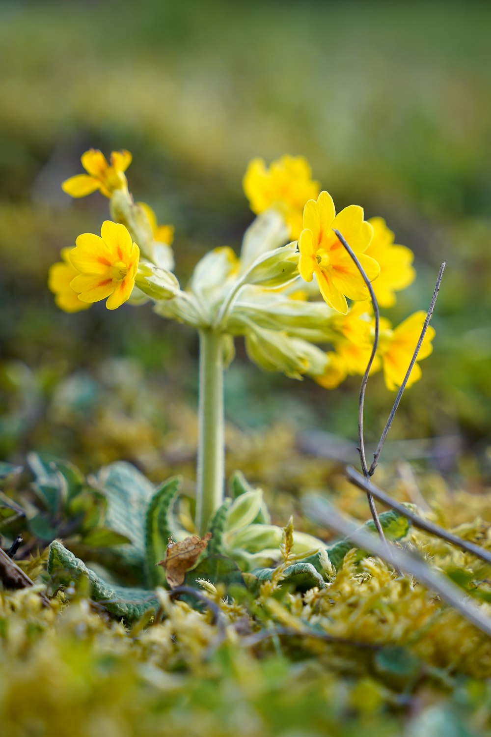 a close up of a small yellow flower on the ground