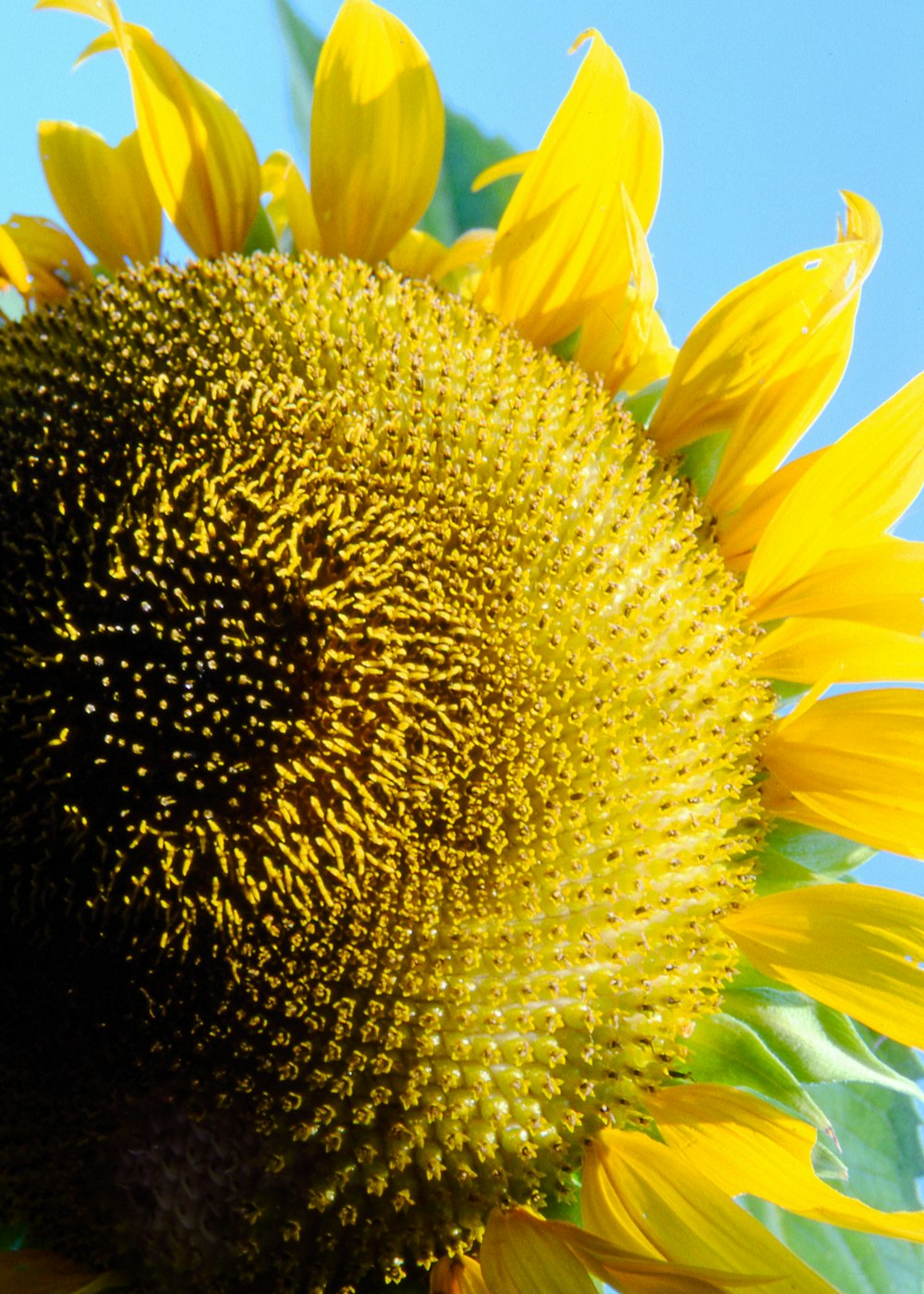 eine Sonnenblume mit blauem Himmel im Hintergrund