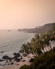a beach with palm trees and a body of water