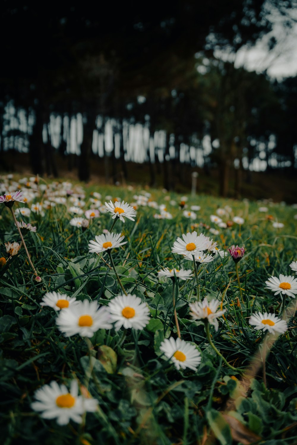 a field full of white daisies in the grass