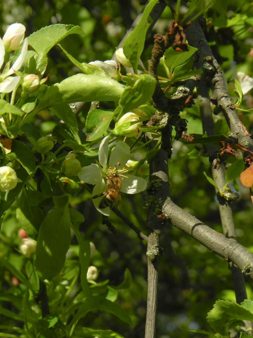 a close up of a tree with leaves and buds