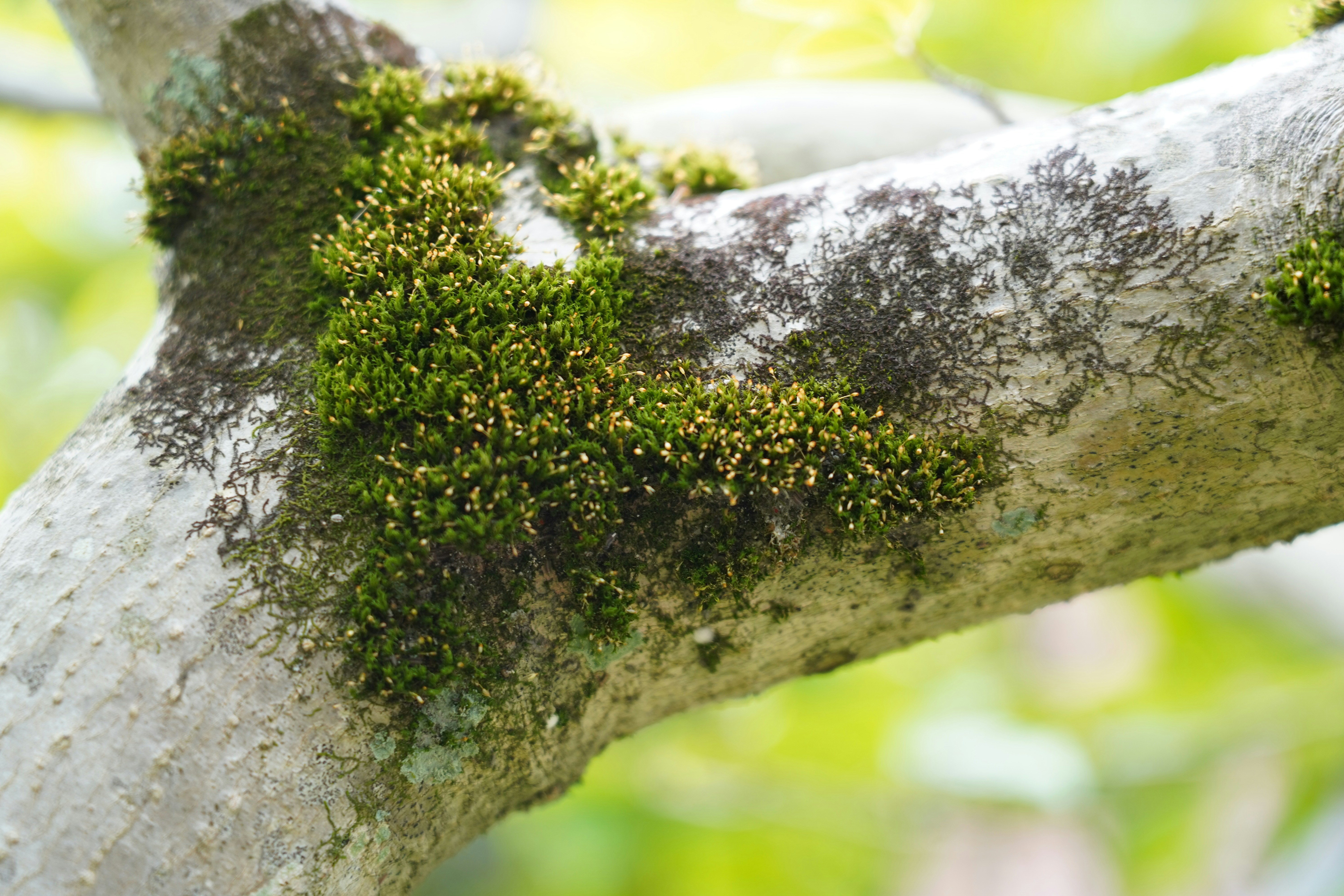 Moos, das auf der Rinde eines Baumes wächst