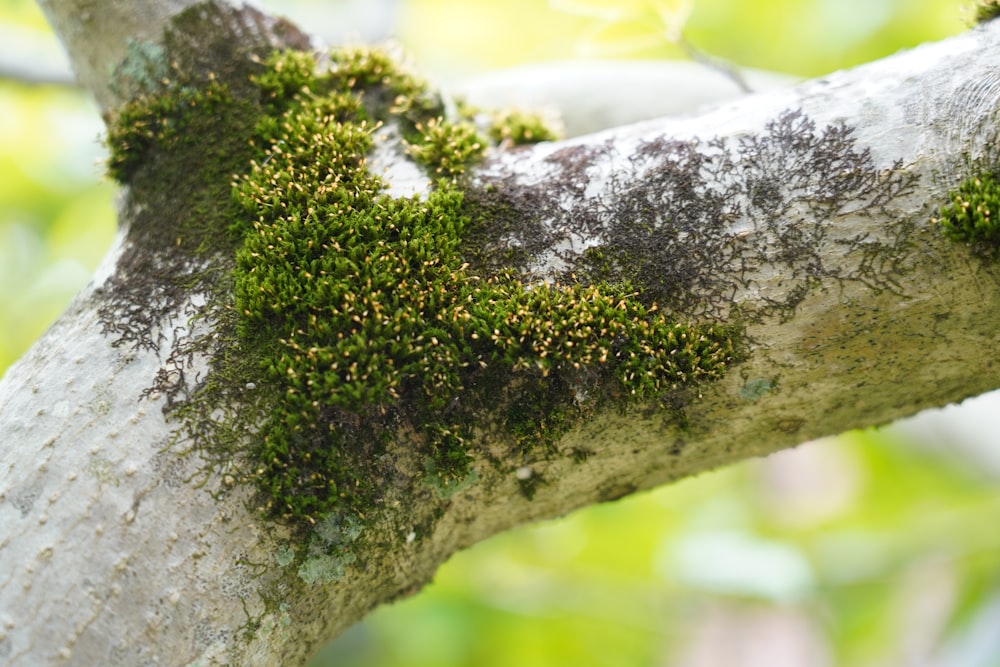 moss growing on the bark of a tree