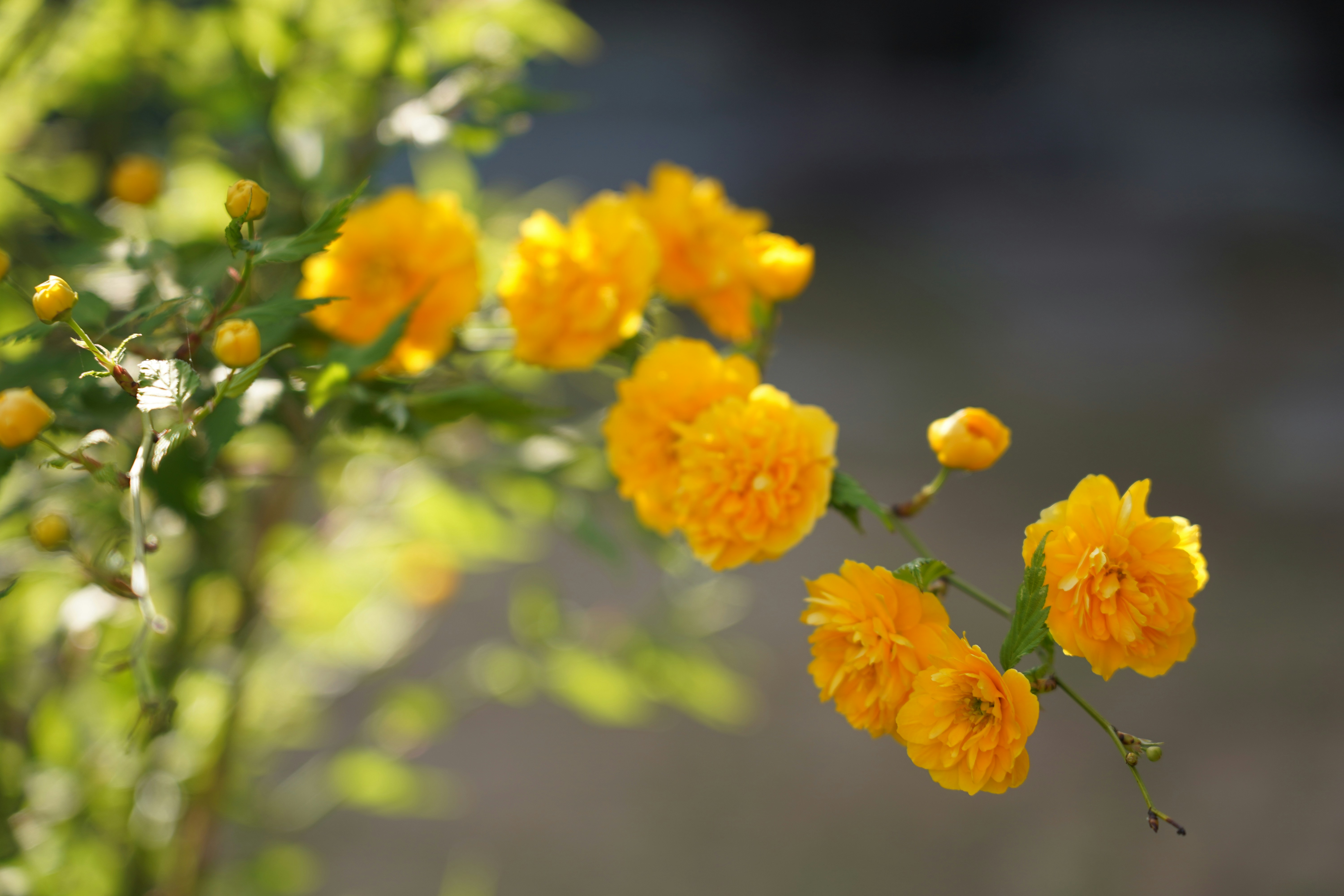 ein Strauß gelber Blüten mit grünen Blättern