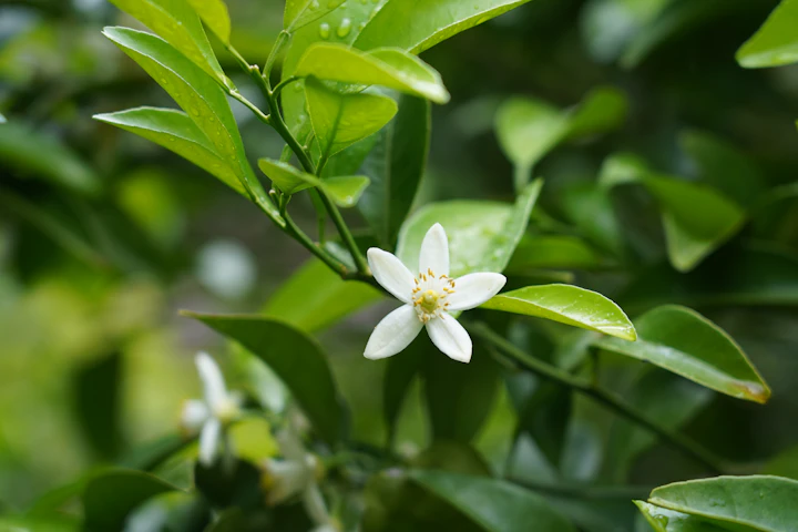 White citrus blossoms